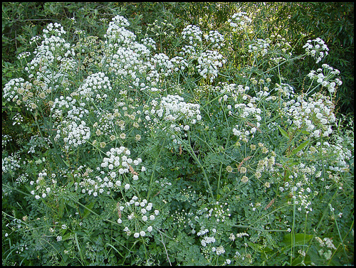 hemlock