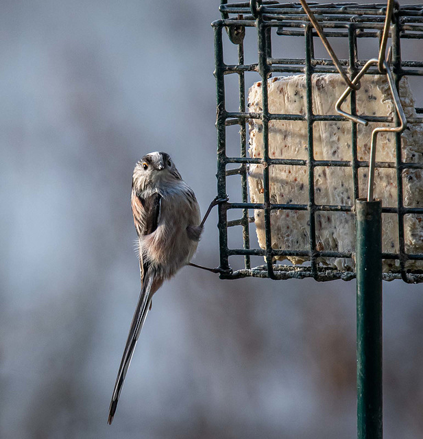 Long tailed tit