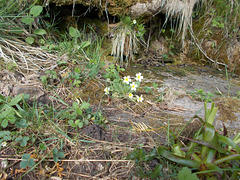 wcl - primroses