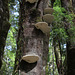 Bracket fungi on dead tree