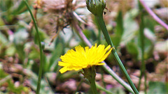 Another yellow weed