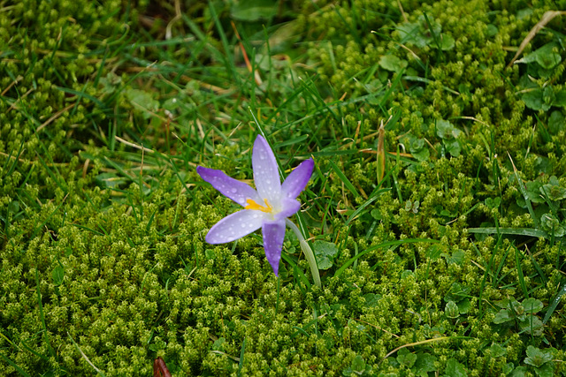 Einzelner Krokus