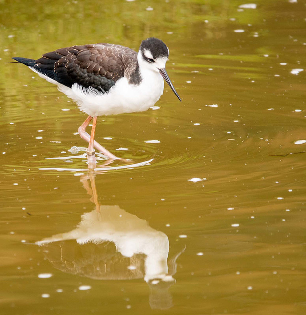 Black winged stilt