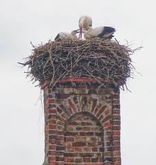 Storchenhorst in Tremsdorf Storchenhorst in Tremsdorf