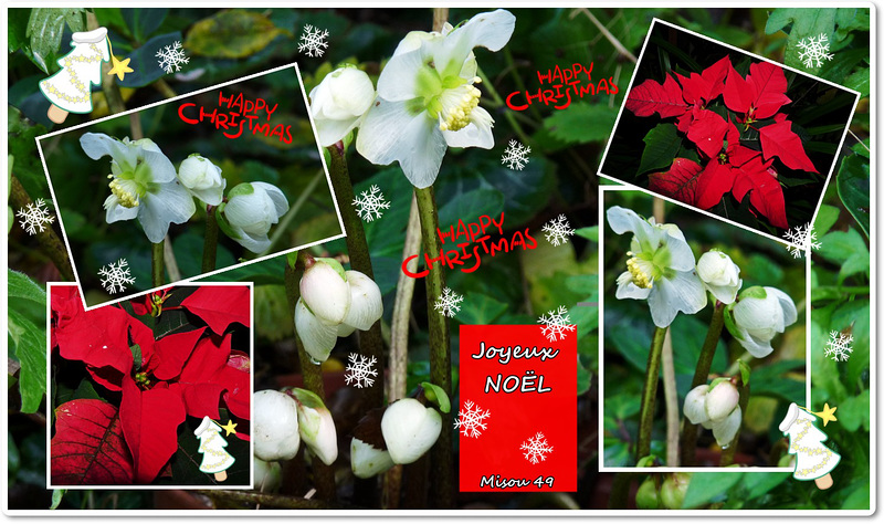 C'est bientôt NOËL .