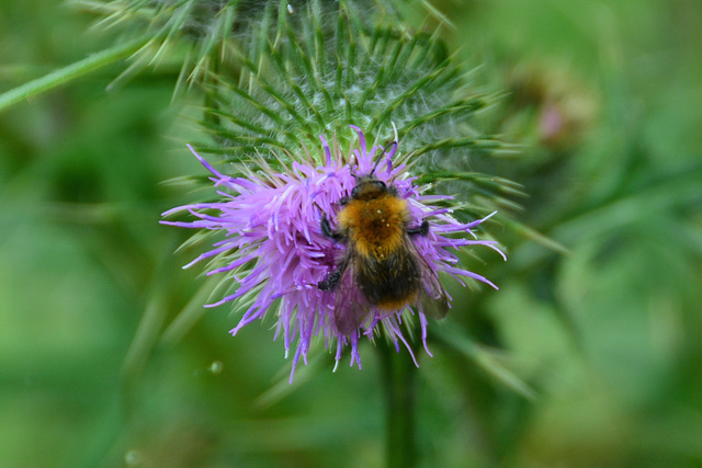 Bumblebee on a thistle