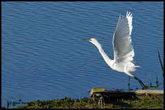 Aigrette garzette DSC2485