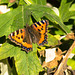 Small Tortoiseshell Butterfly - 1st November 2015