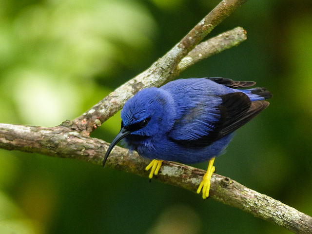 Purple Honeycreeper male, Asa Wright, Trinidad