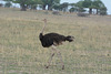Tarangire, The Ostrich