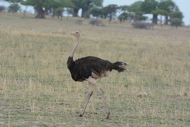 Tarangire, The Ostrich Tarangire, The Ostrich