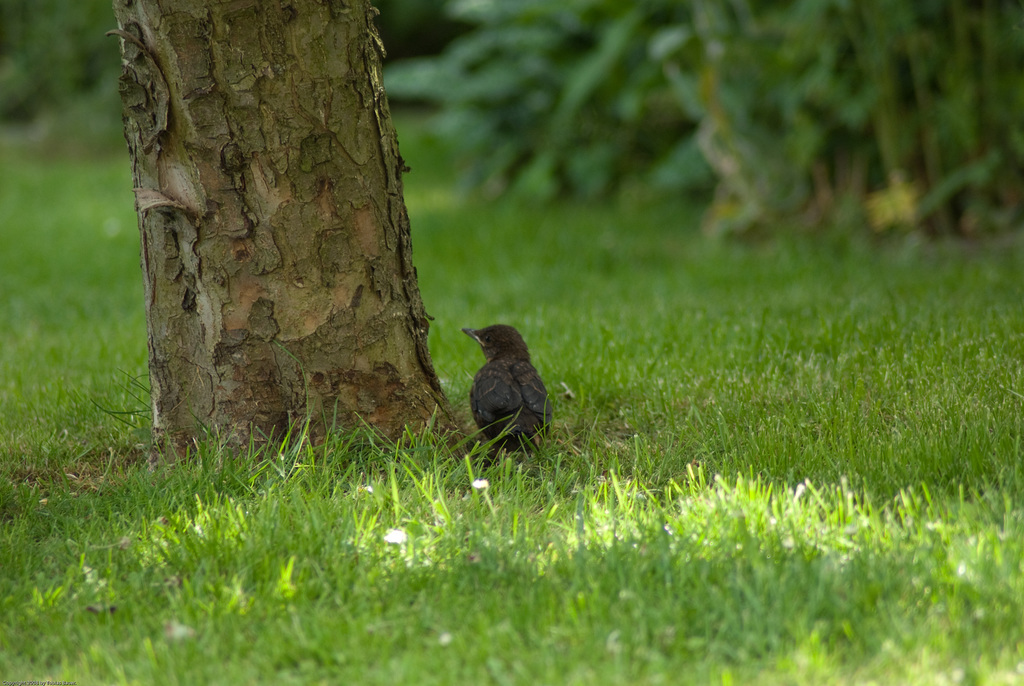 Junge Amsel