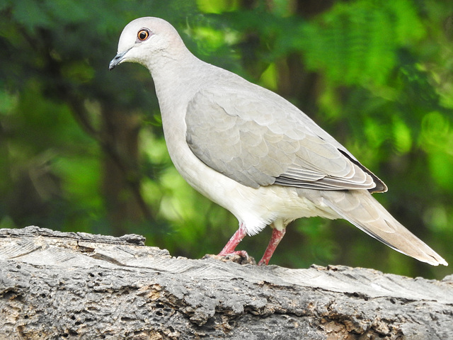 Day 6, White-tipped Dove