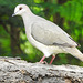 Day 6, White-tipped Dove