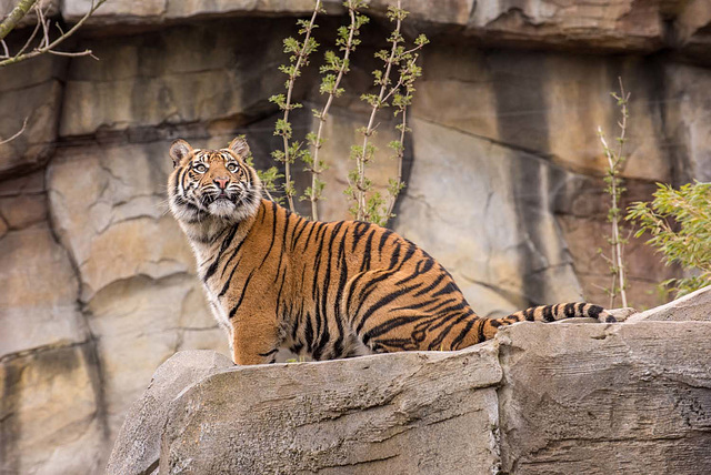 Tiger 3 (1)
