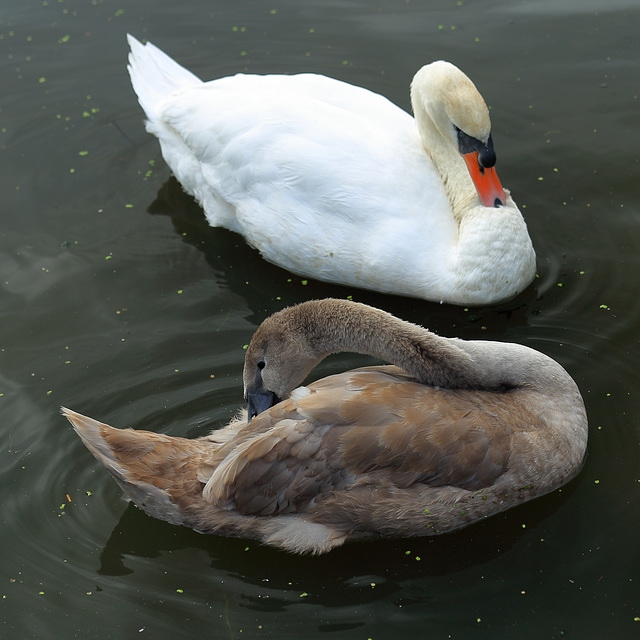 EOS 6D Peter Harriman 09 23 02 40195 swans dpp