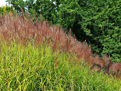 Striped autumn grasses