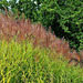 Striped autumn grasses