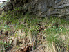 wcl - a whole bank of primroses