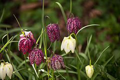 20210423 4292VRMw [D~LIP] Schachbrettblume (Fritillaria meleagris), Bad Salzuflen