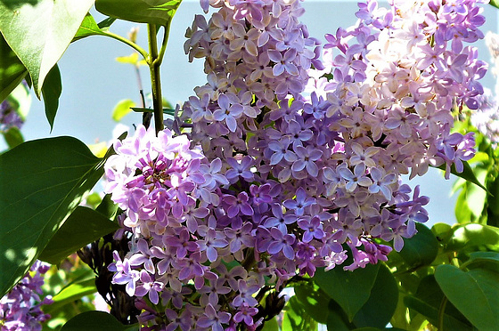 The pale purple lilac
