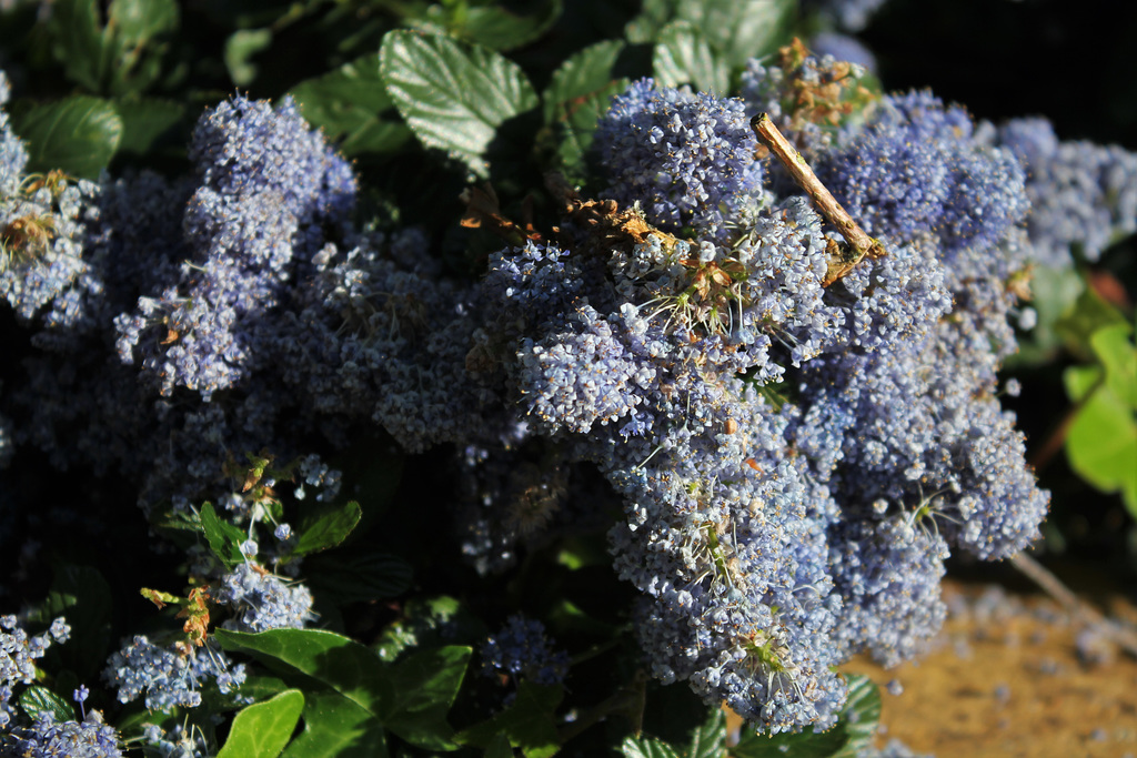 Ceanothus thyrsiflorus repens (4)