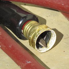 Anole peeking out of a garden hose