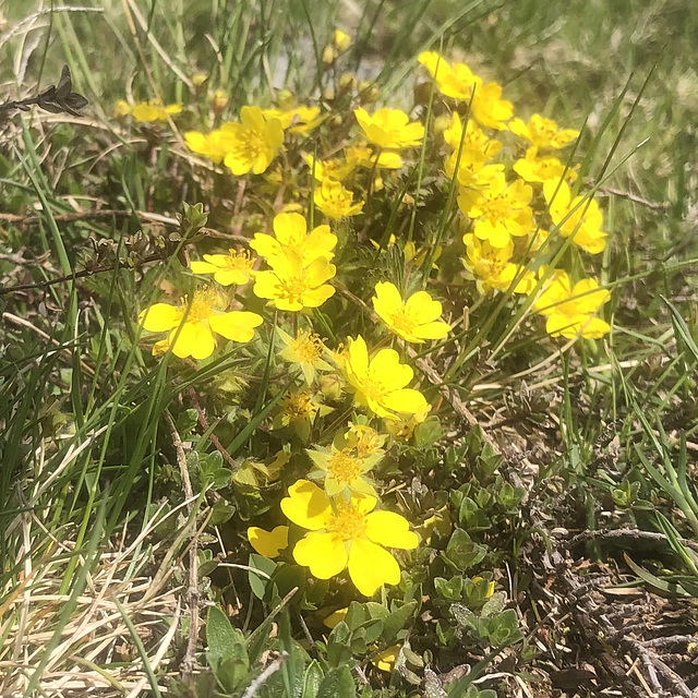 Wildflowers.