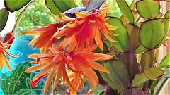 The orange cactus in kitchen