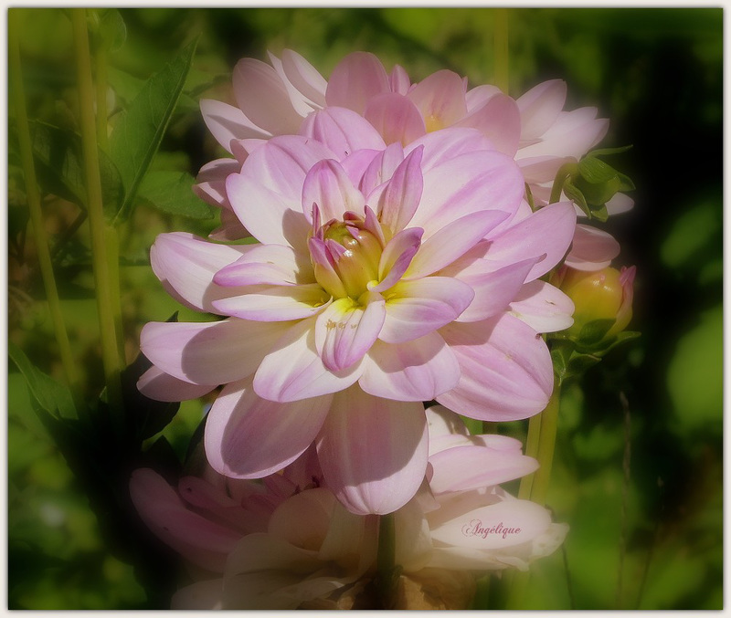 Bon mardi à tous ***********❤️Dahlia ............