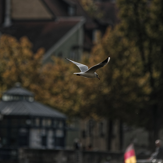 20231008_regensburg rundgang neu 300mm 2.8