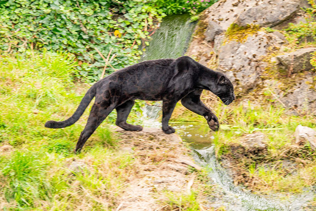 Black  jaguar