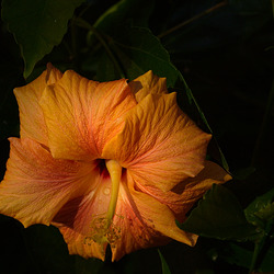 Hibiscus Hibiscus
