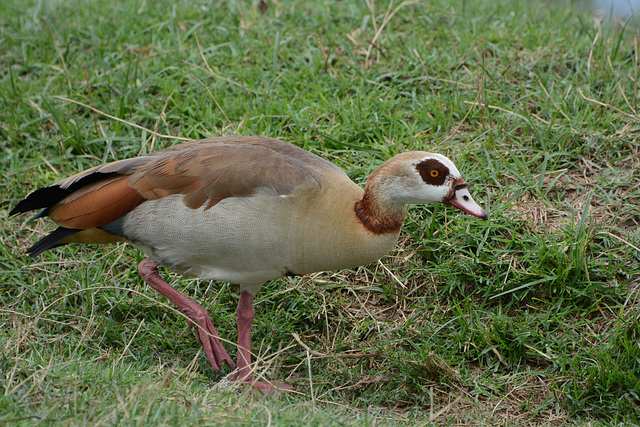 Ngorongoro, The Egyptian Goose (Alopochen aegyptiaca)