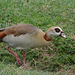 Ngorongoro, The Egyptian Goose (Alopochen aegyptiaca)