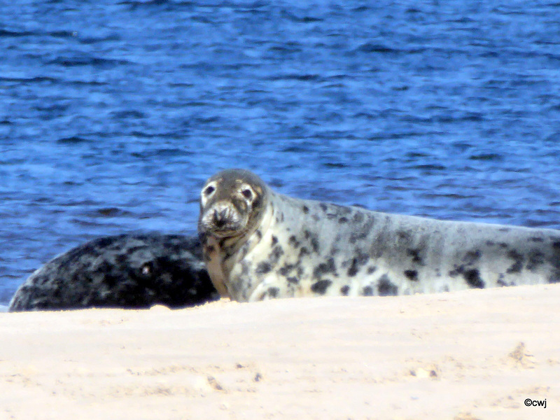 Seals on Findhorn Beach at low tide