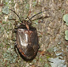 Shield bug IMG_6085