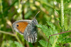 Small Heath-DSA 7291