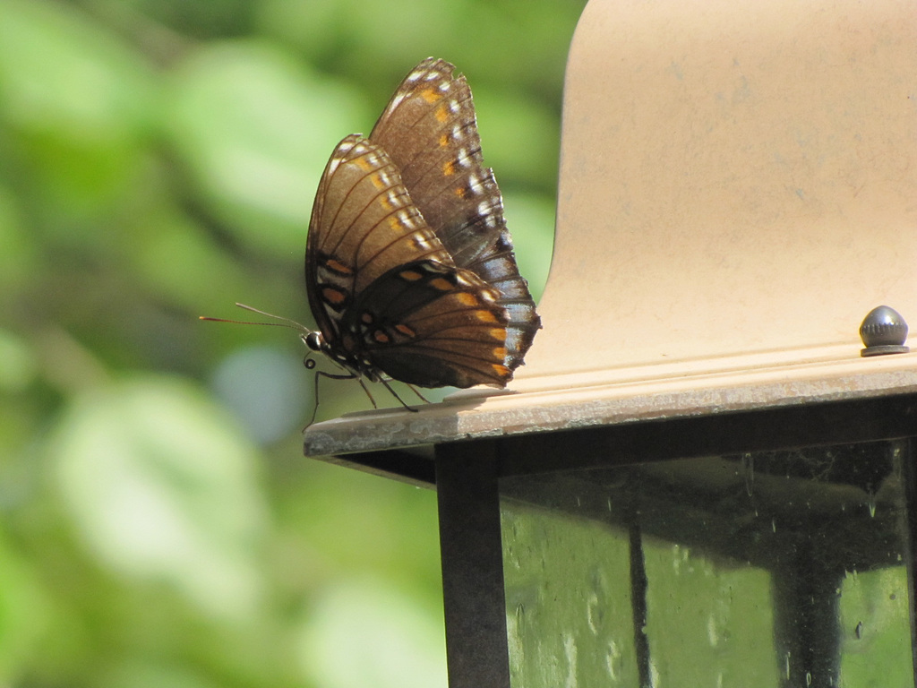 #  1  ~~A small "winged" visitor ...