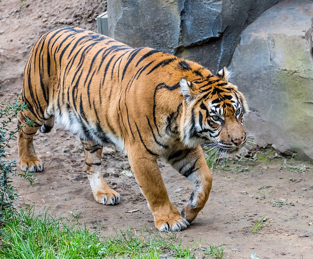Tiger 3