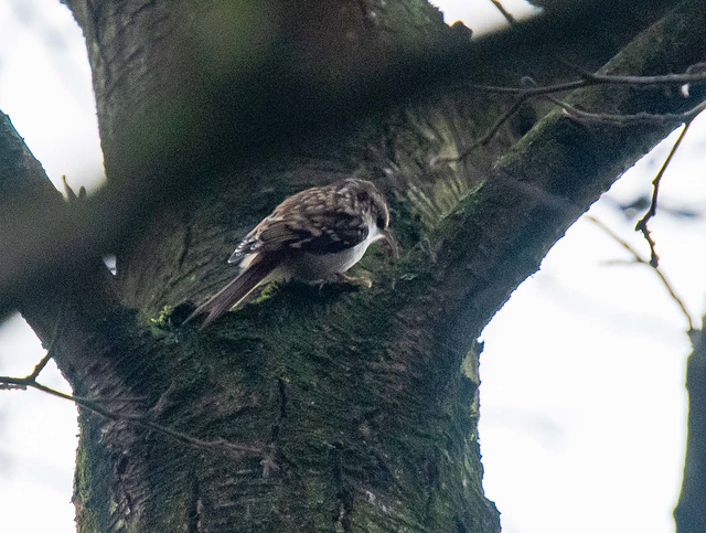 Tree creeper