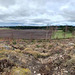 Altyre estate vista