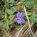 wcl - violet (slightly out of focus)