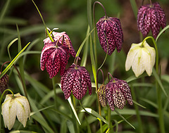 20210423 4293VRMw [D~LIP] Schachbrettblume (Fritillaria meleagris), Bad Salzuflen