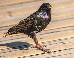 Starling