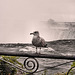 HFF and gull by the falls