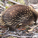 Short-beaked Echidna - Lake St Claire