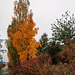 Colores de otoño, 2