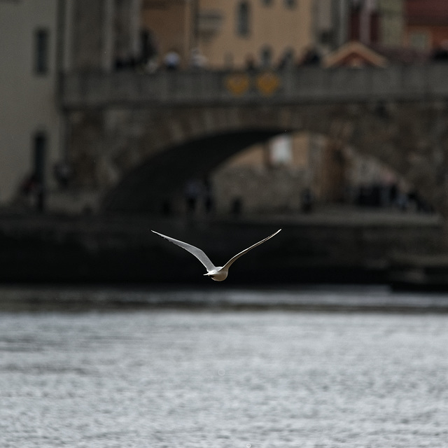 20231008_regensburg rundgang neu 300mm 2.8