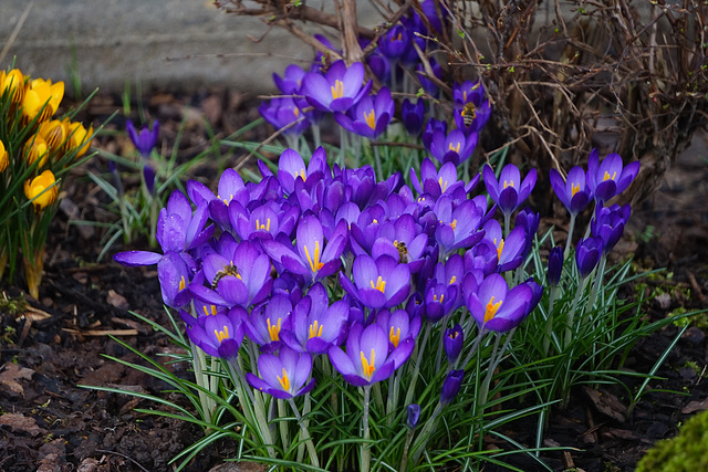 Krokusse in Hörden IV